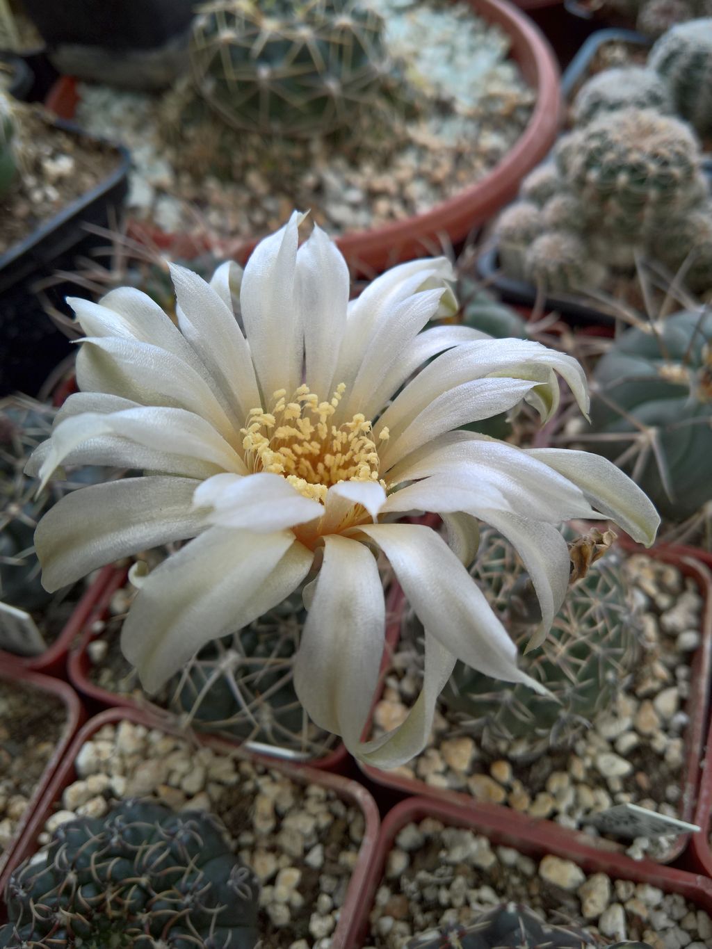 Gymnocalycium fischerii v suyuquense